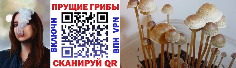 Галлюциногенные грибы Psilocybine cubensis  Купить  Тюмень 